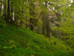 2013-06-01_Regina-F-Rau_Staffelalm_Hochwasser (121).JPG